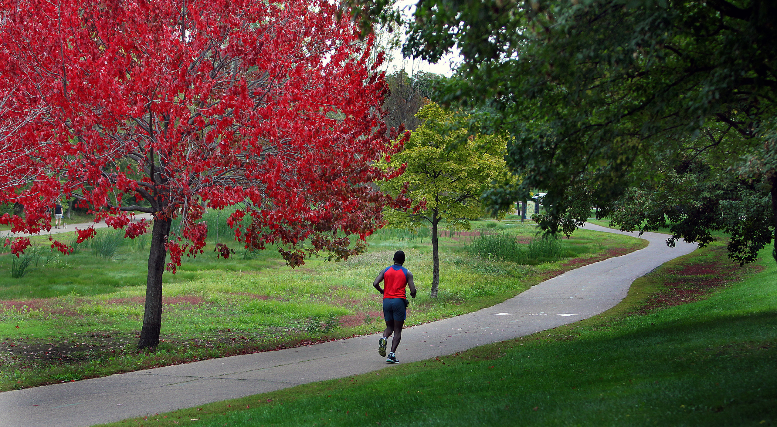 Man Running On Path Surrounded by Trees